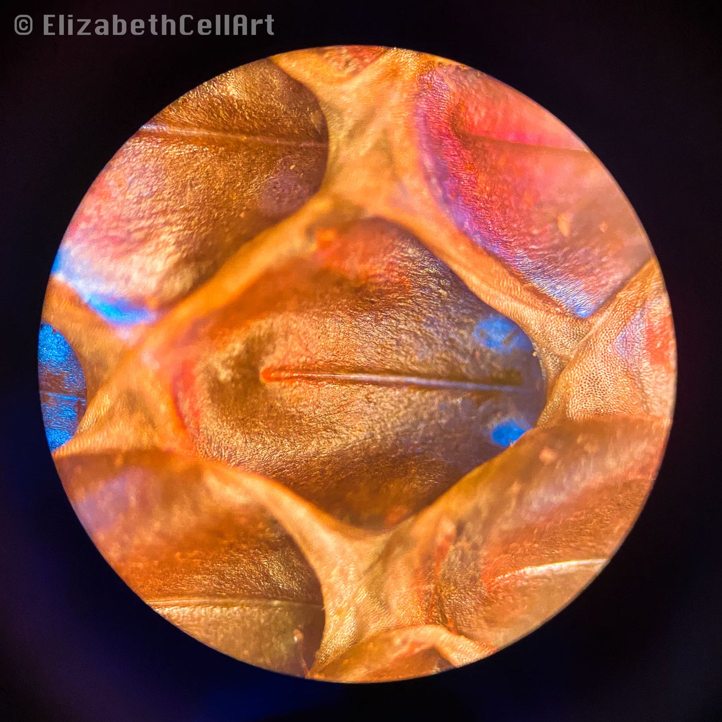 The Snake in the Snakeskin