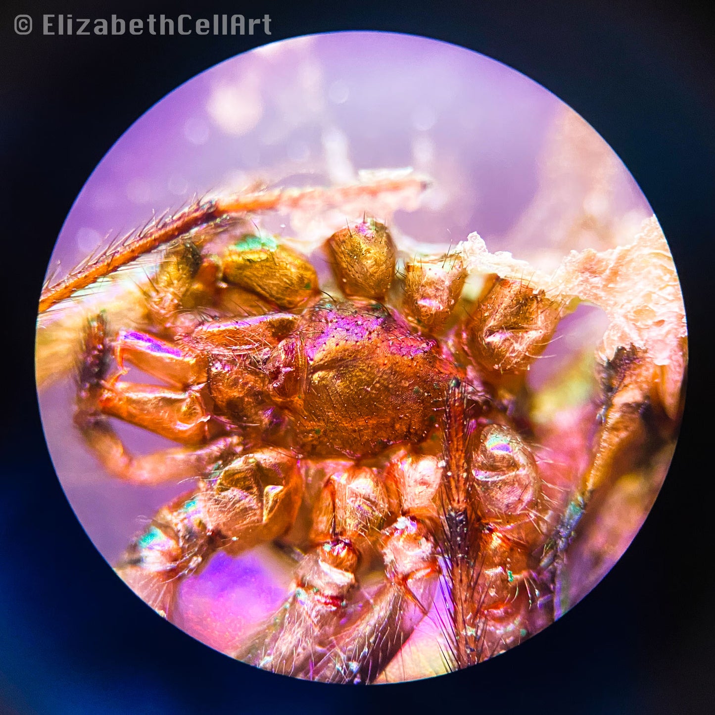 Spider Belly in Pink