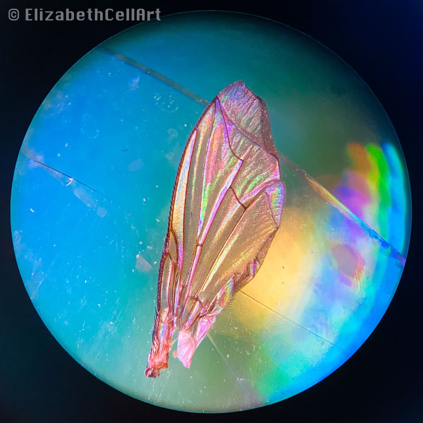 Fruit Fly Wing