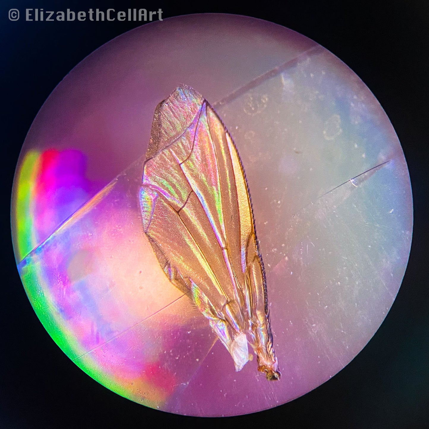 Fruit Fly Wing 2
