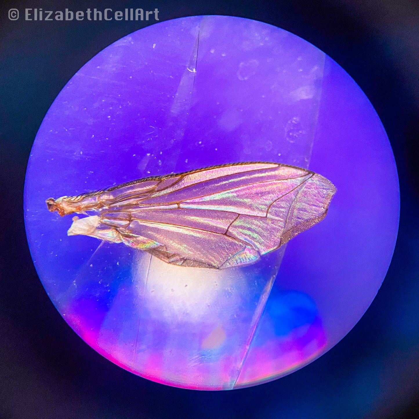 Fruit Fly Wing 3