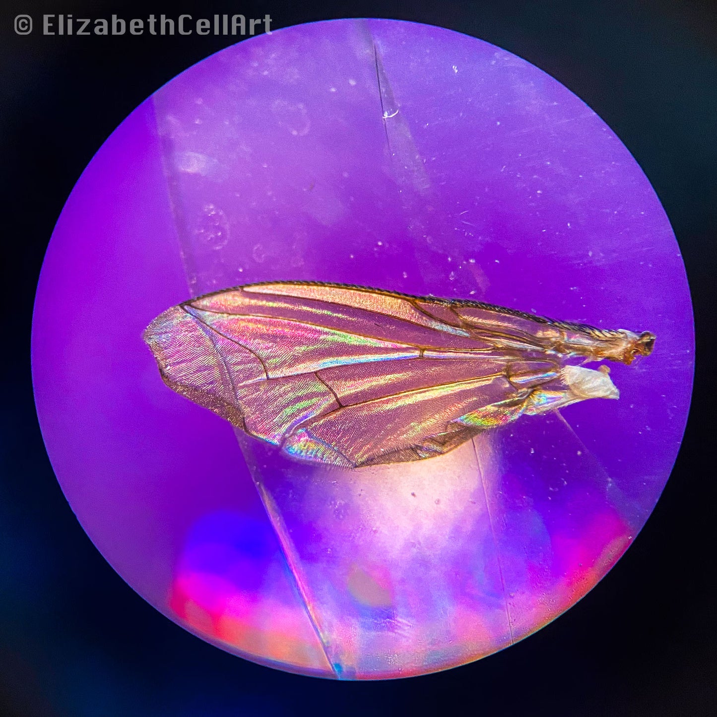 Fruit Fly Wing 4