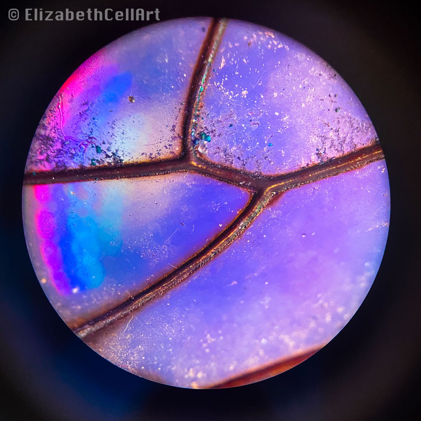 Dragon Fly Wing Purple