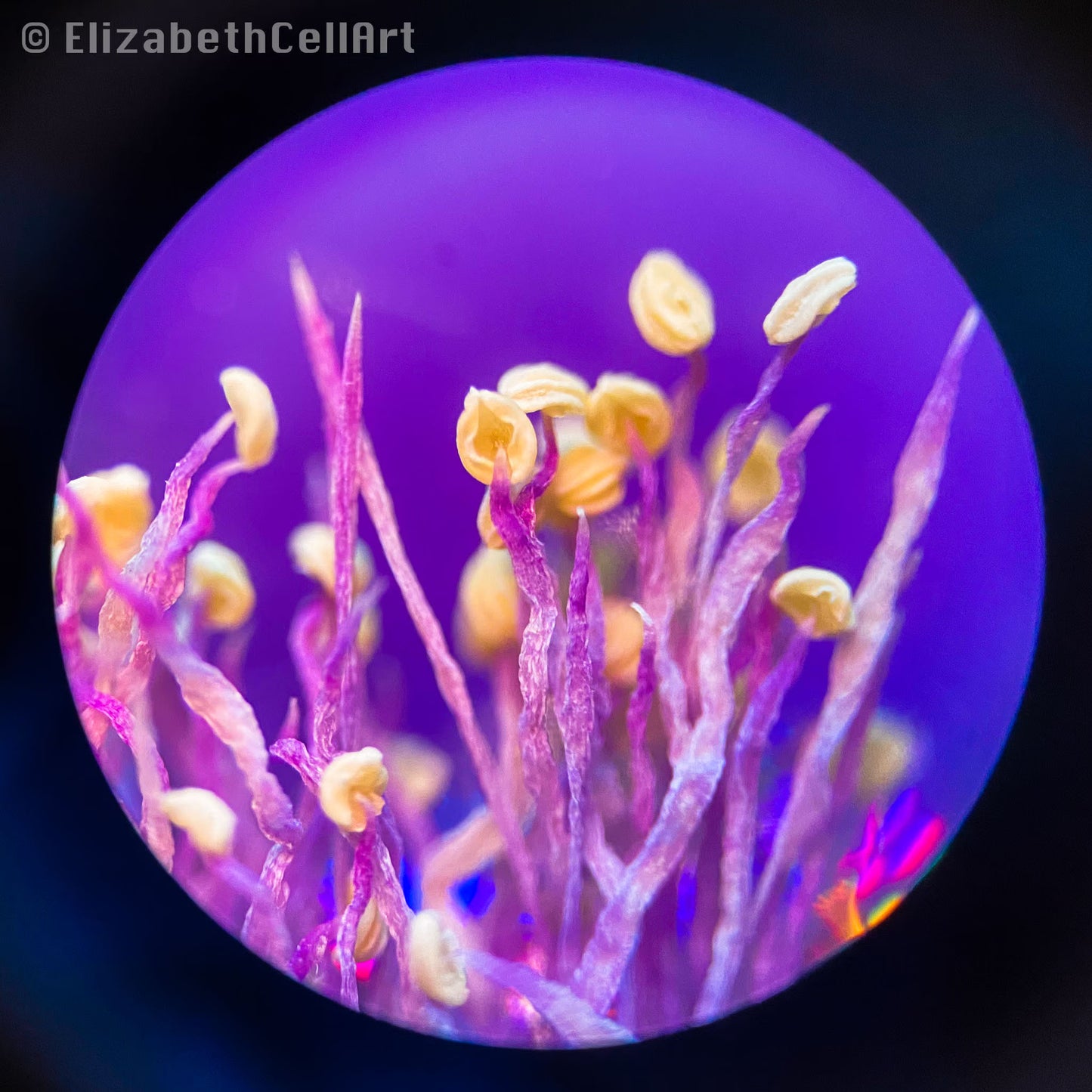 Mimosa Pudica 8