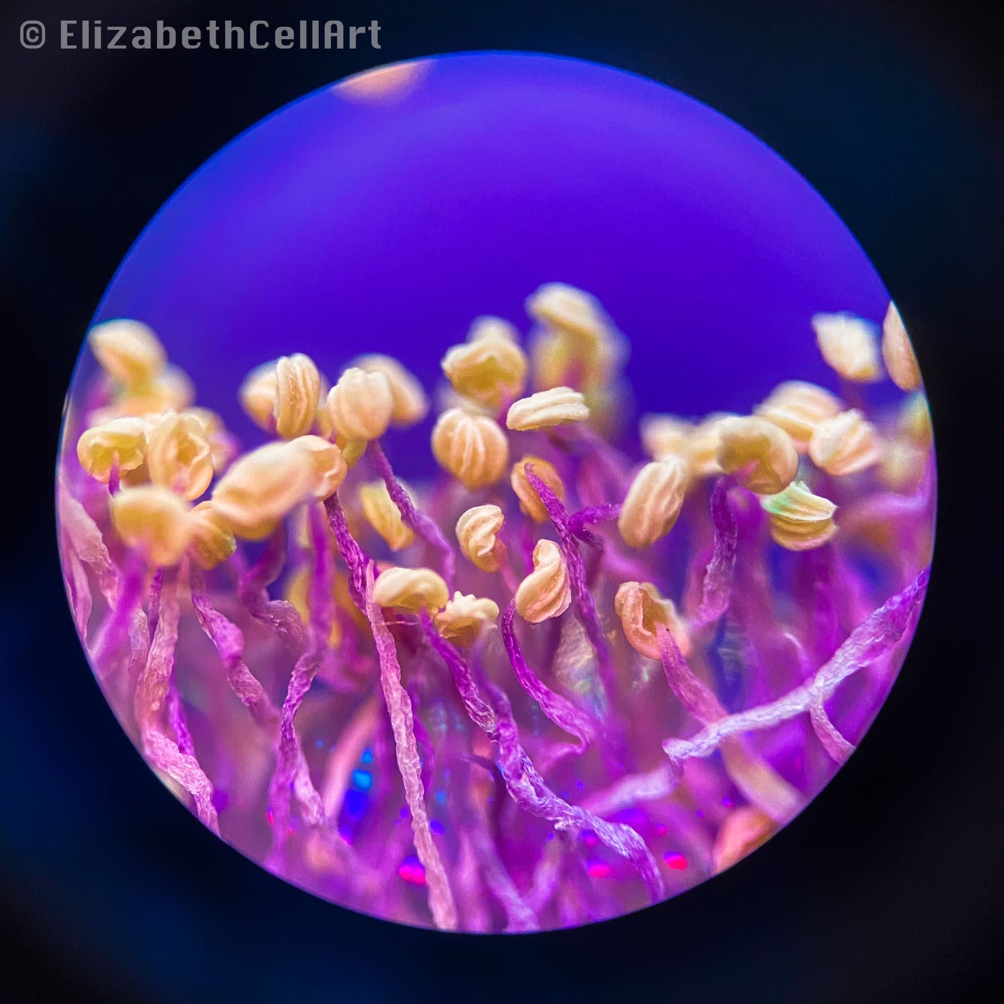 Mimosa Pudica 5