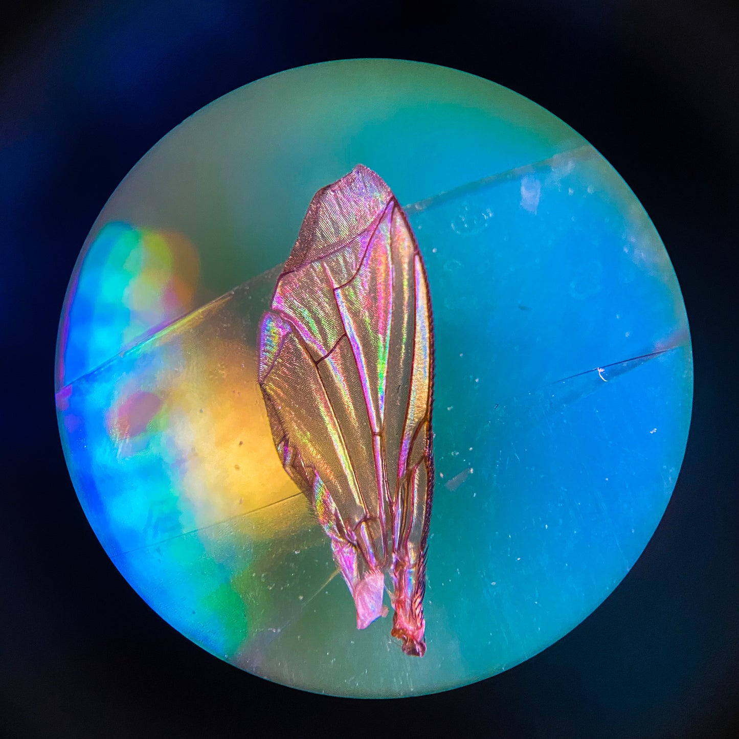 Drosophila Wing