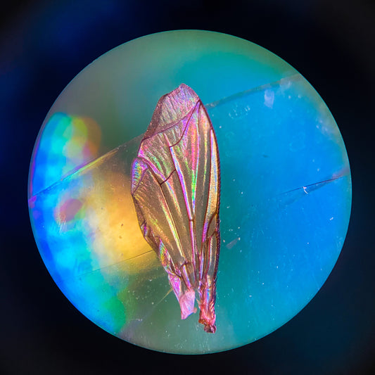 Drosophila Wing